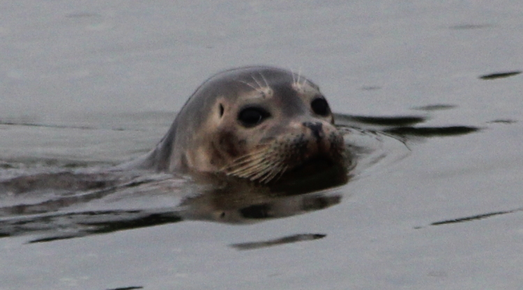 Sea Lion Enjoying Brickyard Bay